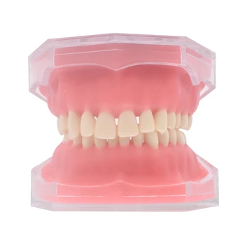 Мягкая основа для зубов, Съемная модель зубов, Учебная модель стоматологии, Лабораторные инструменты для стоматологии
